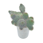 Huernia Pillansii Cluster