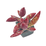 Adromischus Filicaulis 'Red Spot'