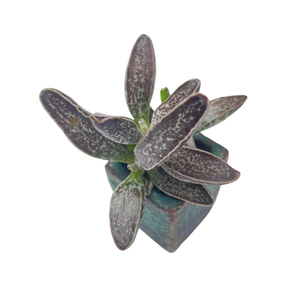 unknown succulents Adromischus Unknown Hybrid – Cedar Creek Farmhouse