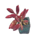 Adromischus Filicaulis 'Red Spot'