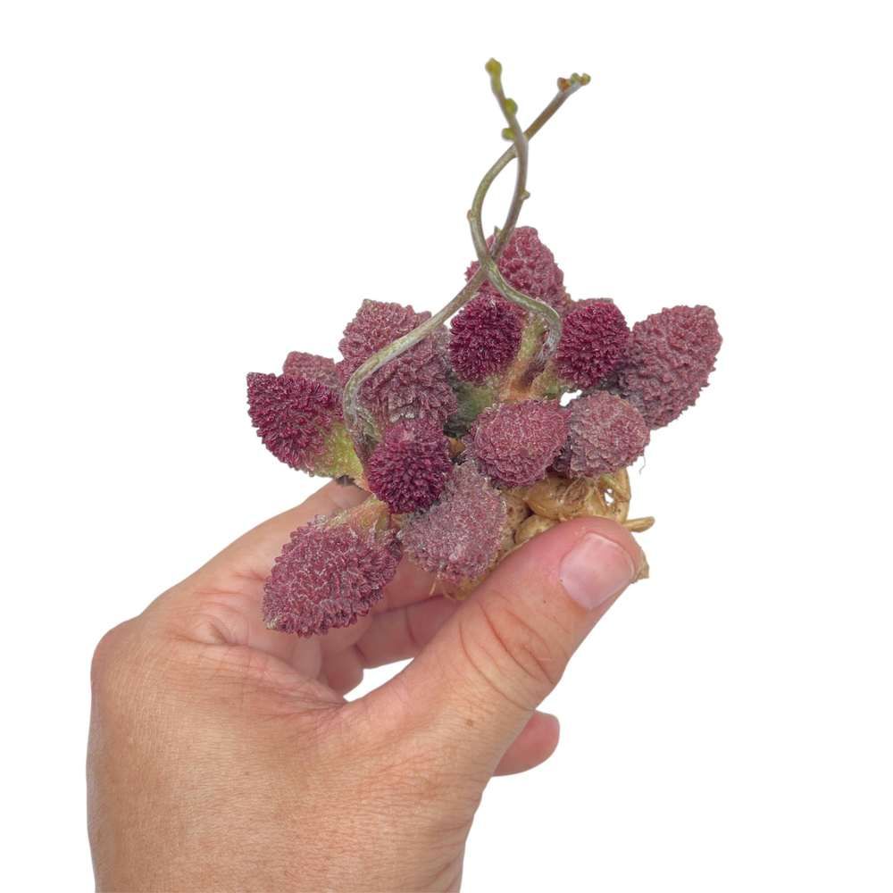 Adromischus Marianiae Herrei Large Cluster