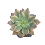 Echeveria Green Emerald, Variegata