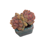 SPECIAL! JUST CART!! Echeveria Ariel, (Small Double with Crest)