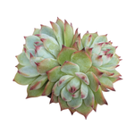 SALE! Echeveria Chihuahuaensis