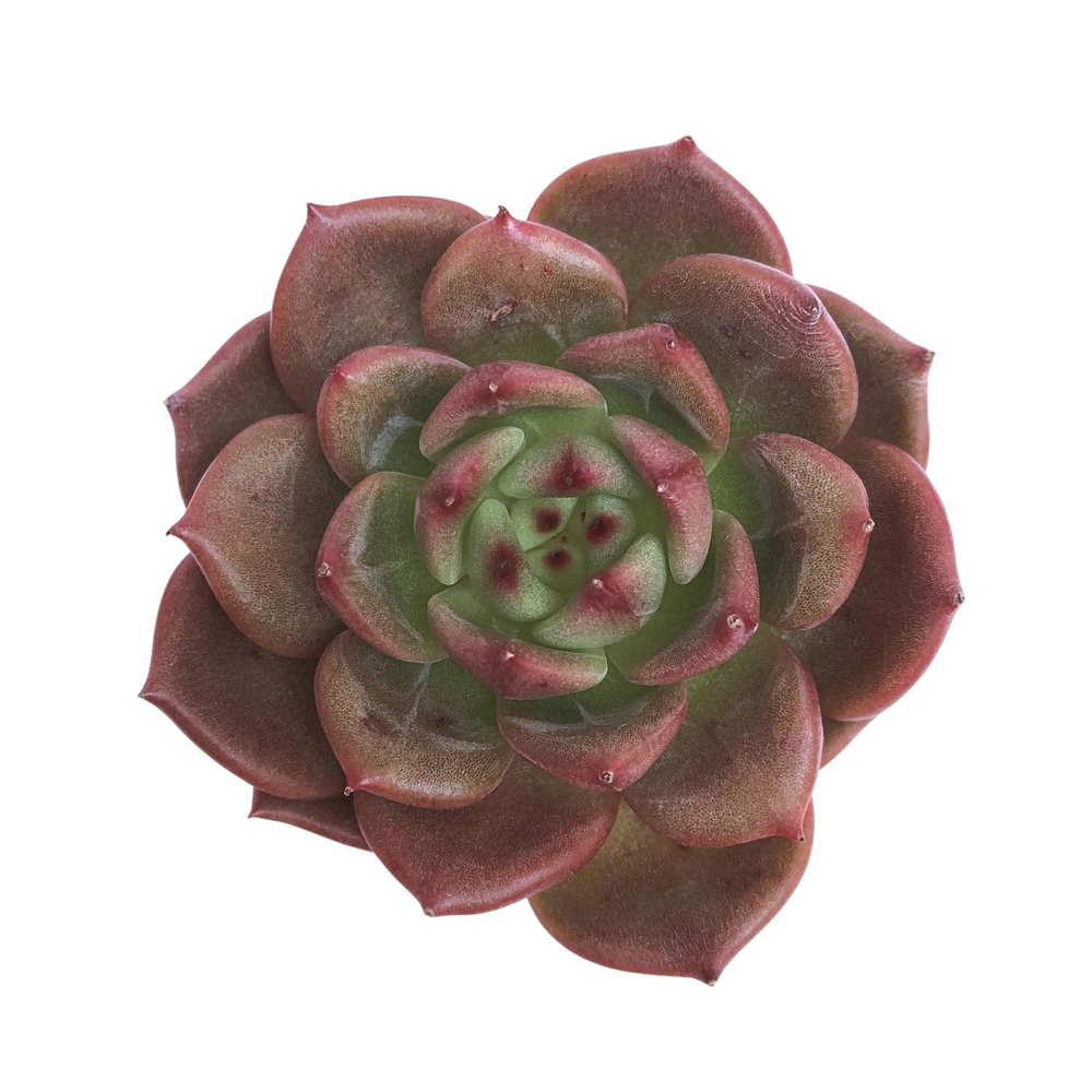 SALE! Echeveria Sp