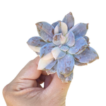Graptopetalum Superbum, Mutated and Variegated