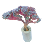 Echeveria Tuxpan, Old Crest, Bonsai Form (Not Perfect, Please Read)
