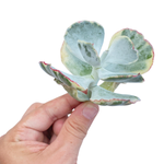 Cotyledon Undulata, Variegata