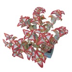 Crassula Sunstar (Please Read Description)