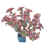 Crassula Sunstar (Please Read Description)
