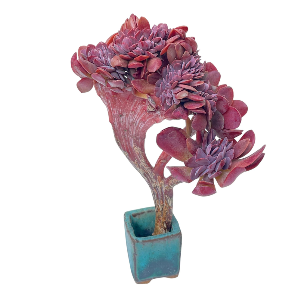 Echeveria Hanaikada Cristata