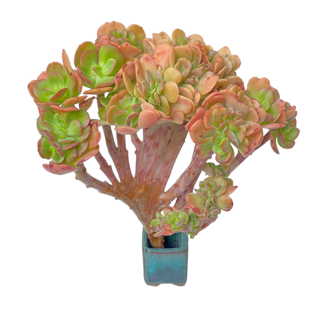 Echeveria Multicaulis Hybrid, Large Crest