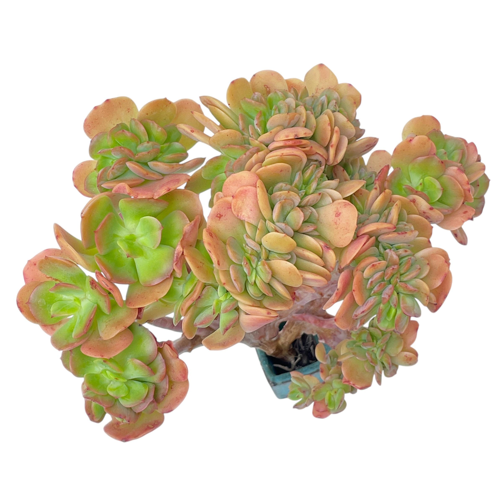 Echeveria Multicaulis Hybrid, Large Crest