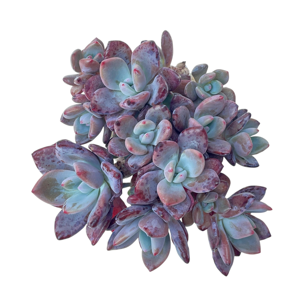Echeveria Aekut Pink Mukgunsaeng, Old Cluster