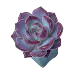 Echeveria Miss Hong