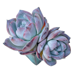 Echeveria Black Sabbath, Double