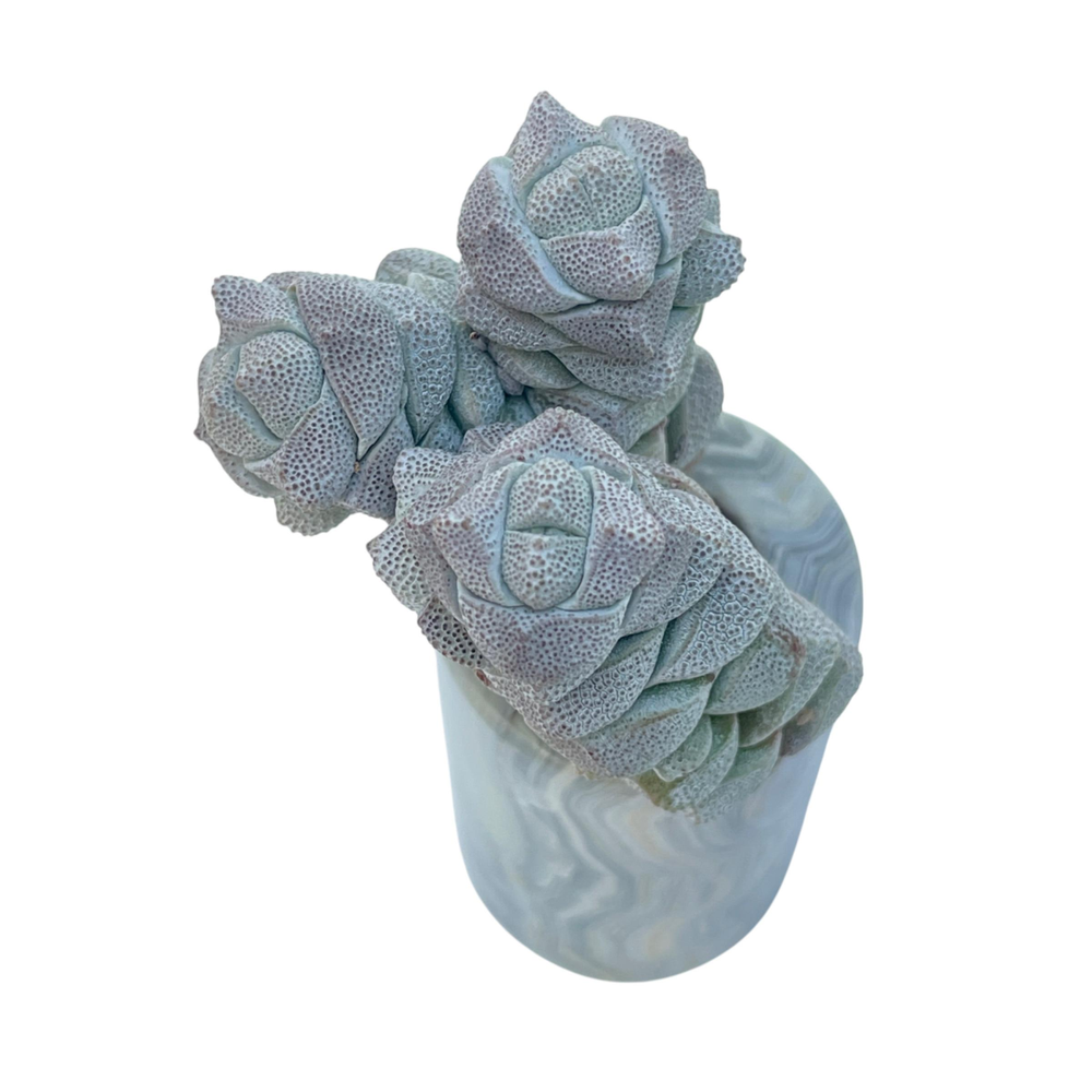 Crassula Deceptor, Near Perfect