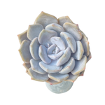 Echeveria Tiramisu
