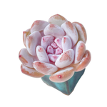 Echeveria Ivory Sp.