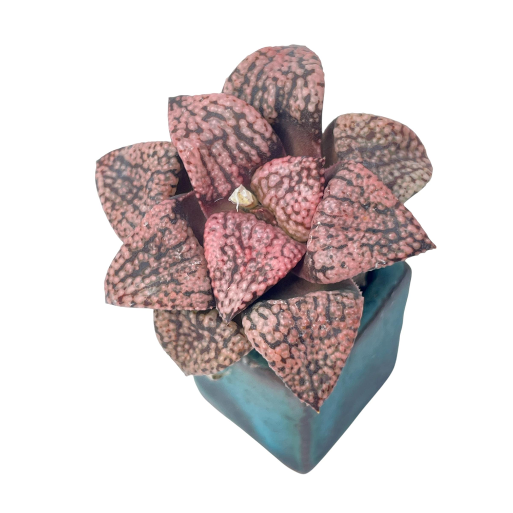 Haworthia Picta Okubo