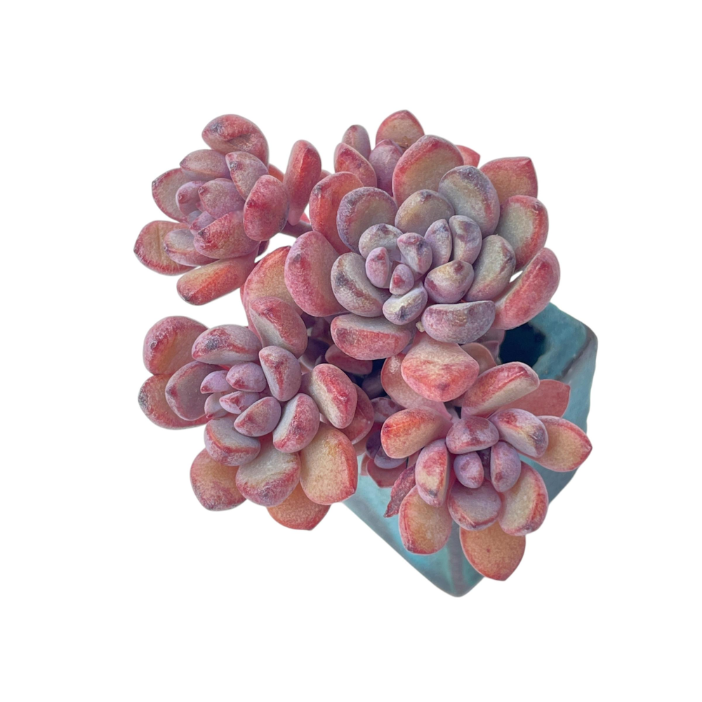Graptoveria Purple Dream