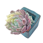 Echeveria Chrissy n Ryan, Variegata