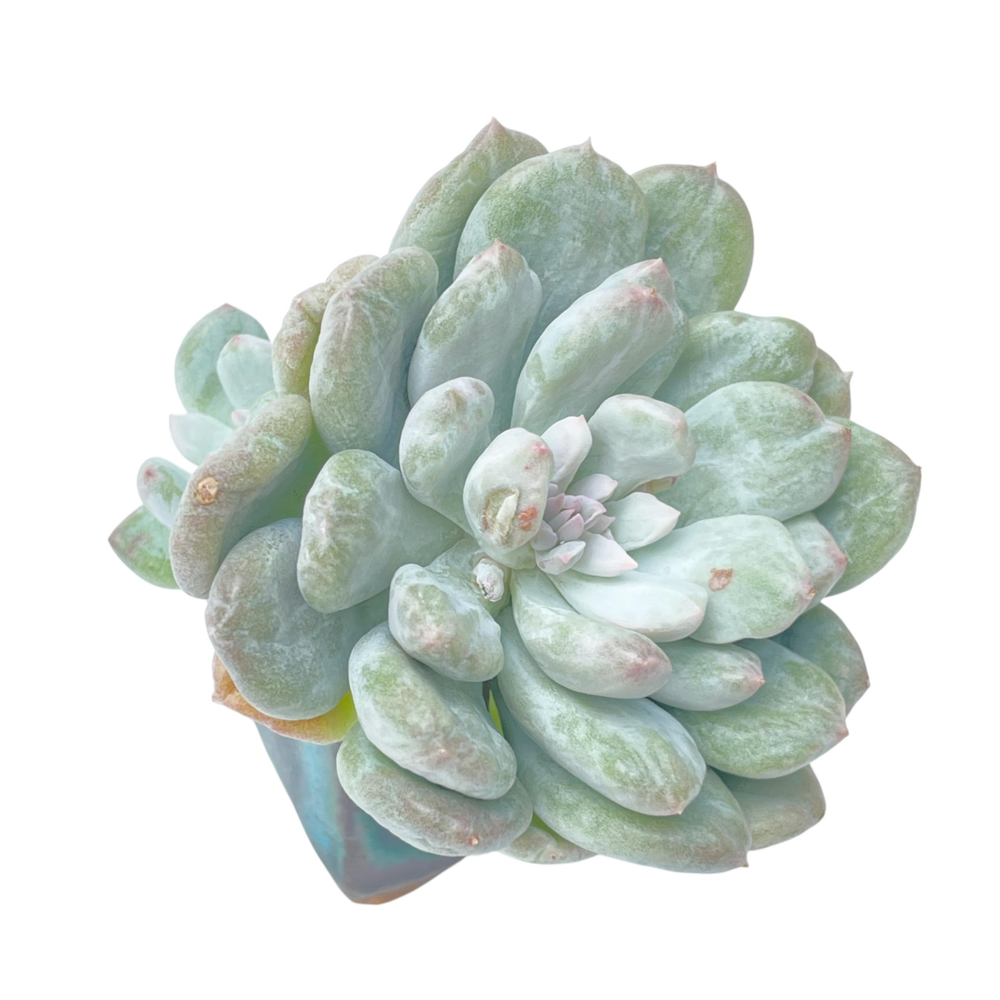 Echeveria Rusby, Variegated and Mutated