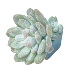 Echeveria Rusby, Variegated and Mutated