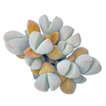 Dinteranthus Microspermus ssp. Puberulus, Old Cluster