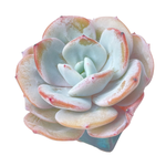 Echeveria Cream Tea