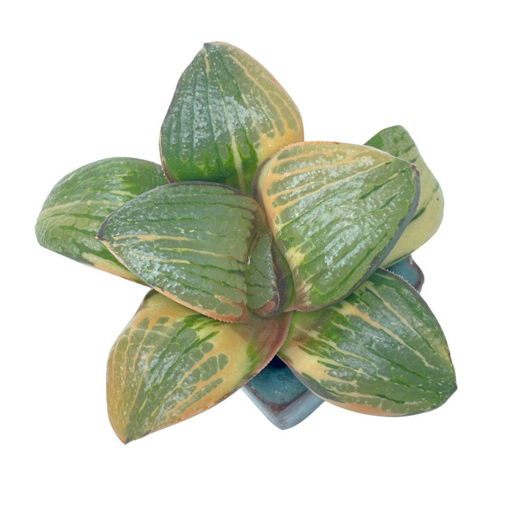 Haworthia Comptoniana Variegata