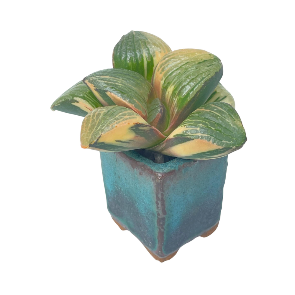 Haworthia Comptoniana Variegata