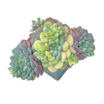 Echeveria Setosa, Variegated Cluster