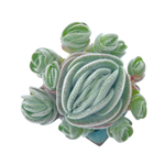 Crassula Tomentosa, Cluster