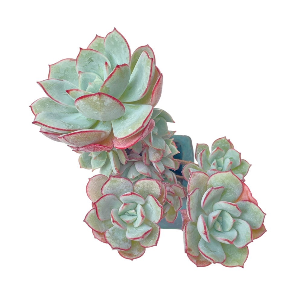 Echeveria Subcorymbosa Lau 026
