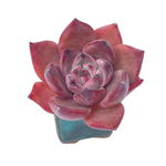 Echeveria Hongyeon