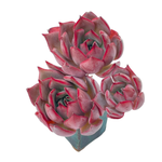 Echeveria Bouquet Triple