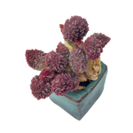 Adromischus Marianiae v. Herrei, (Small Starter Plant)