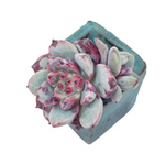 Echeveria New Boa, (Small)