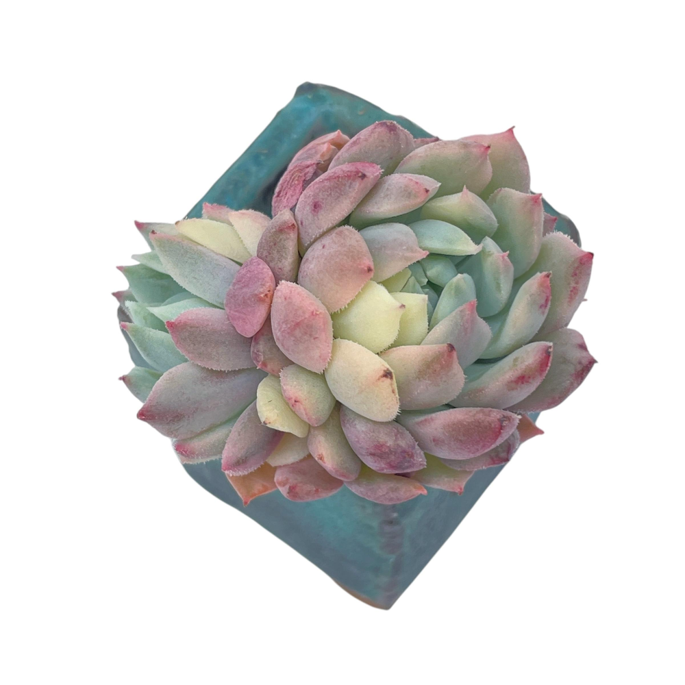Echeveria Chrissy n Ryan, Variegata