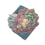 Echeveria Chrissy n Ryan, Variegata