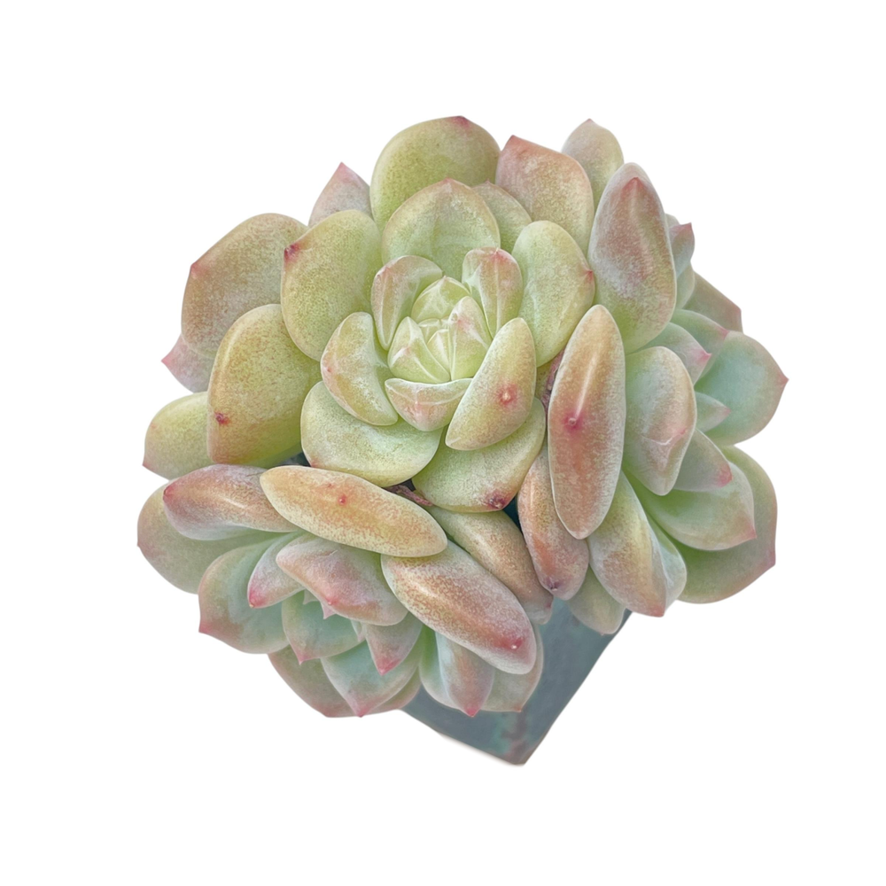 Echeveria Ariel Cluster