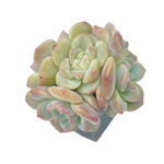 Echeveria Ariel Cluster