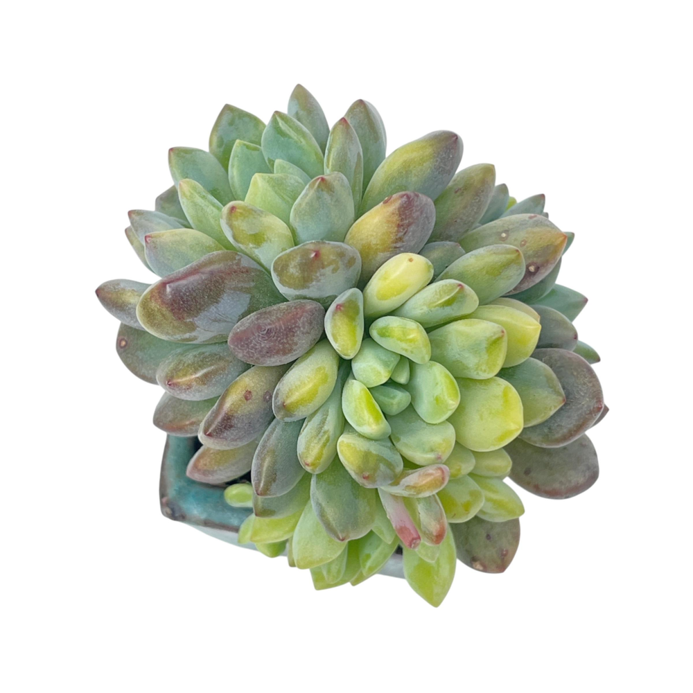 Echeveria Amoena, Variegated Cluster