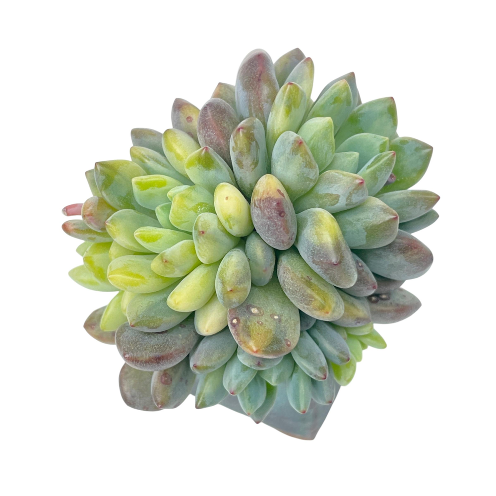 Echeveria Amoena, Variegated Cluster