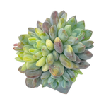 Echeveria Amoena, Variegated Cluster