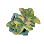 Crassula Springtime, Variegata