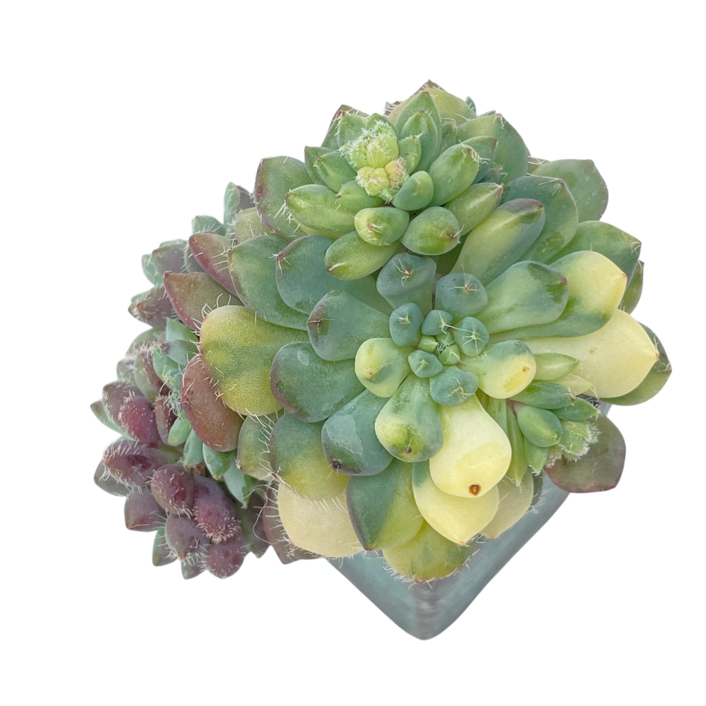 Echeveria Setosa, Variegated Cluster