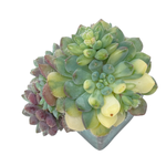 Echeveria Setosa, Variegated Cluster