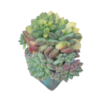 Echeveria Setosa, Variegated Cluster